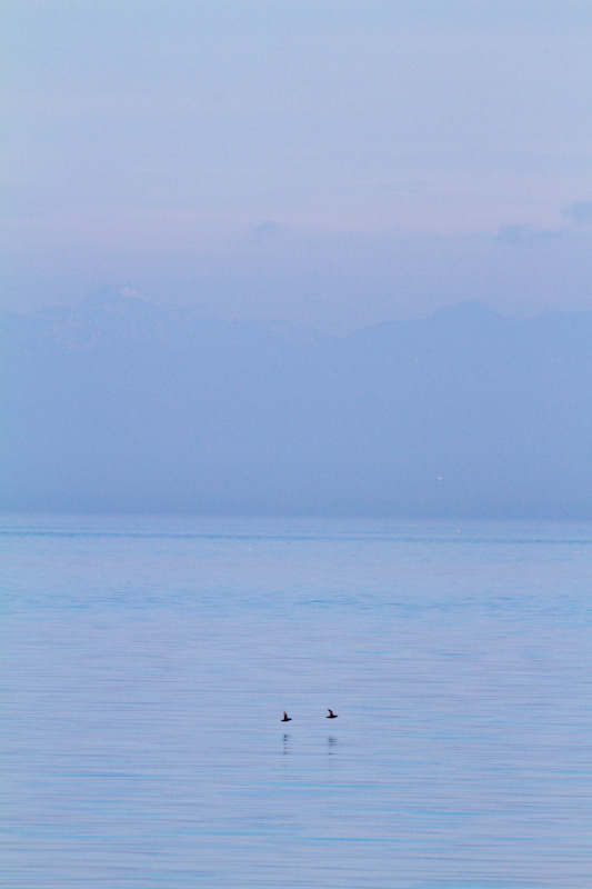 Rhinoceros Auklets In Flight